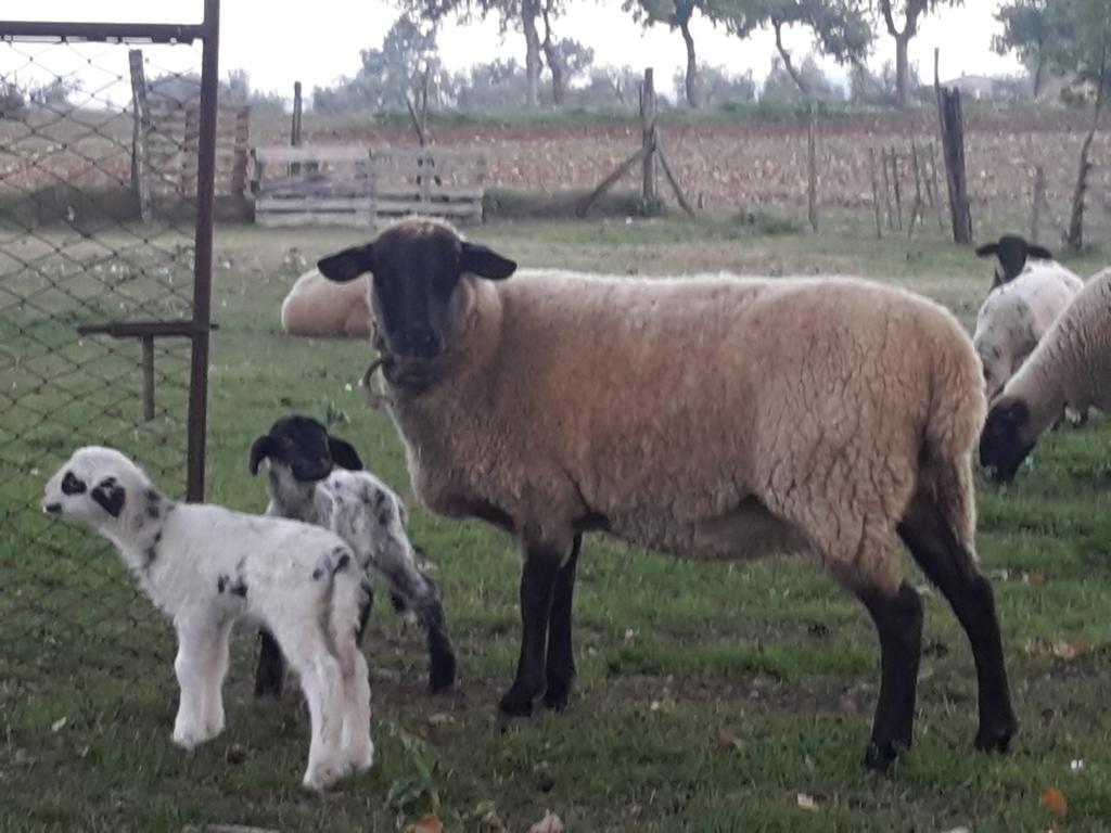 翁布里亚区贾诺Agriturismo Rustichino别墅 外观 照片